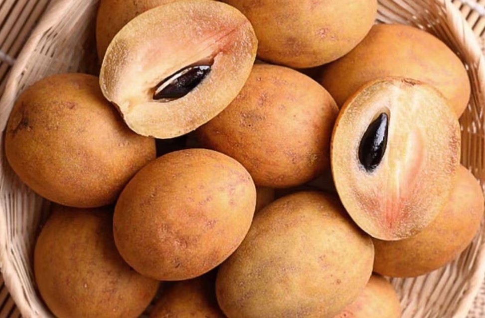 சூப்பரான சப்போட்டா மில்க் ஷேக் செய்வது எப்படி?