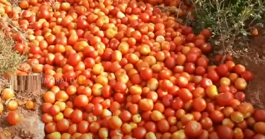 தக்காளி விலை வீழ்ச்சி...சாலையோரம் கொட்டப்படும் தக்காளிகள்!