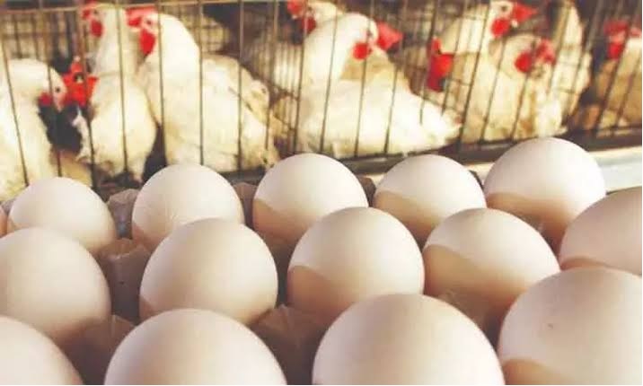 முட்டை, கறிக்கோழி விலை சரிவு...காரணம் என்ன தெரியுமா?
