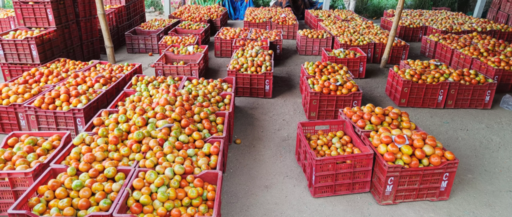 தக்காளி பீன்ஸ் விலை கிடுகிடு உயர்வு - தாய்மார்கள் அதிர்ச்சி.