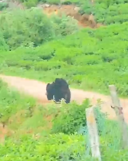 சாலையில் ஒய்யாரமாக  குட்டியை சுமந்து சென்ற  கரடி