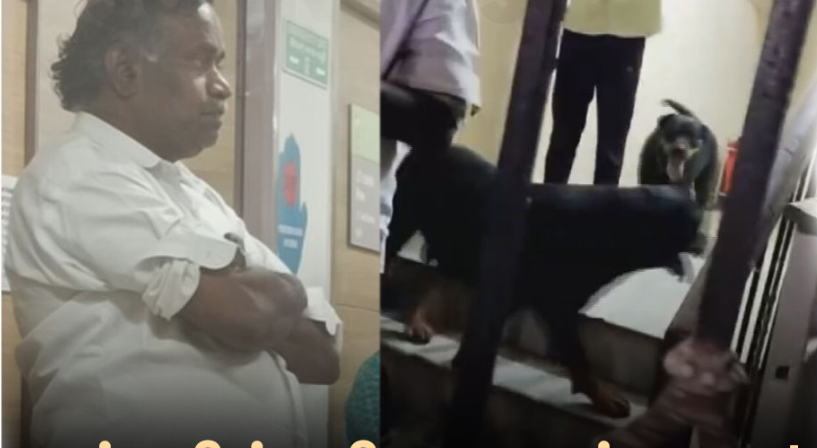 வளர்ப்பு நாய்கள் கடித்ததில் ஐந்து வயது சிறுமி காயம்