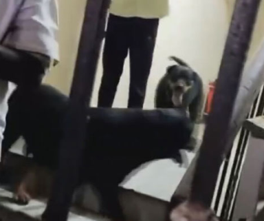 வளர்ப்பு நாய்கள் கடித்ததில் ஐந்து வயது சிறுமி காயம்