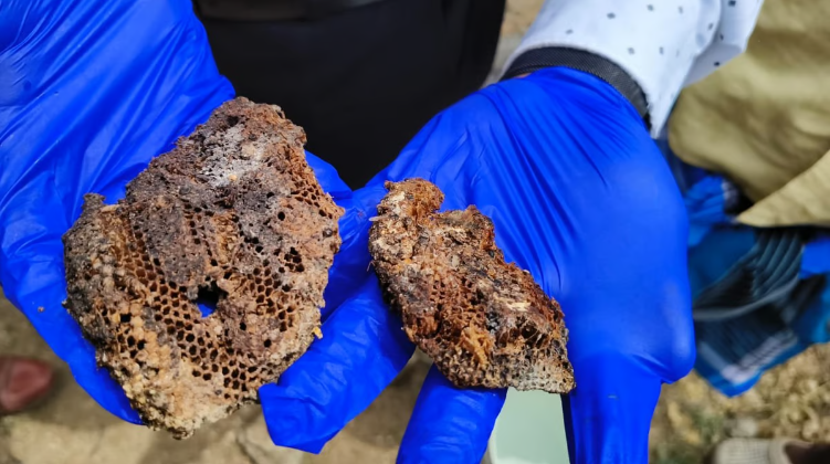 விக்கிரவாண்டி அருகே கிணற்றில் இருந்தது தேன் அடை