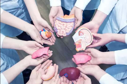 உடல் உறுப்பு தானம்: 3 ஆண்டுகளுக்கு மாதந்தோறும் தொகை - சென்னை உயர் நீதிமன்றம்