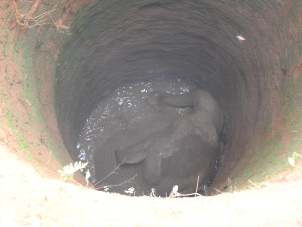 கிணற்றில் தவறி விழுந்த குட்டி யானை