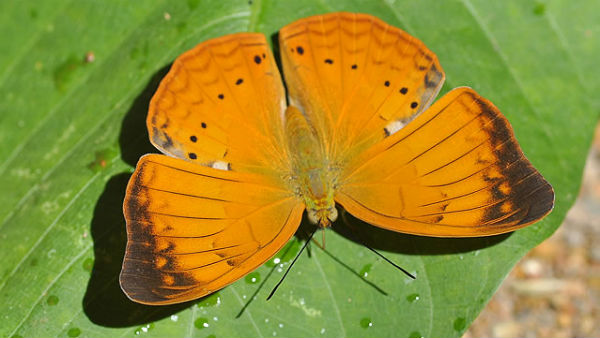 தமிழ்நாட்டில் தோன்றிய அரிய வகை பட்டாம்பூச்சி