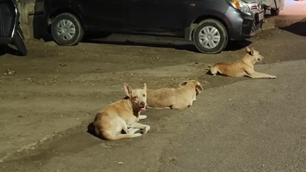இரண்டரை வயது பெண் குழந்தையை கடித்துக் குதறிய வெறிநாய்