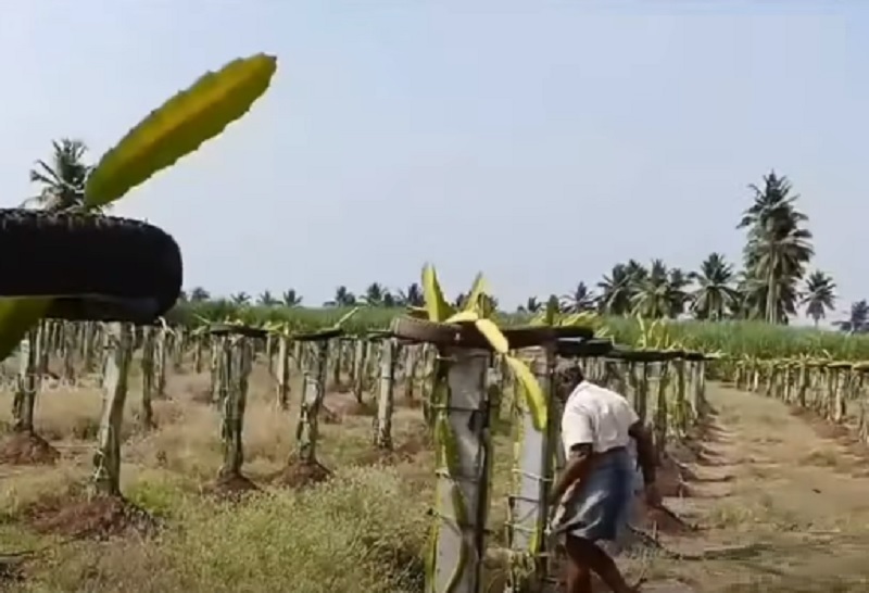 டிராகன் பழ சாகுபடியில் ஆர்வம் காட்டும் விவசாயிகள்!
