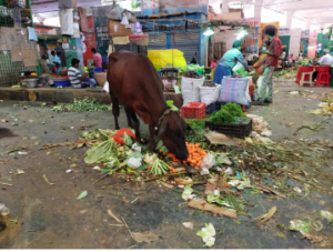  மாடுகளை வளர்க்கும் தொழுவங்களுக்கு லைசன்ஸ் கட்டாயம்