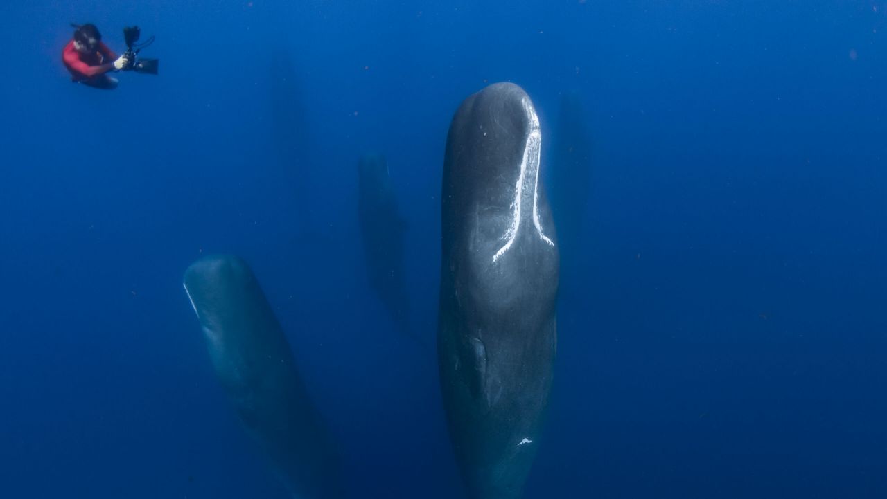 மனிதர்களைப் போலவே பேசிக் கொள்ளும் திமிங்கலங்கள்
