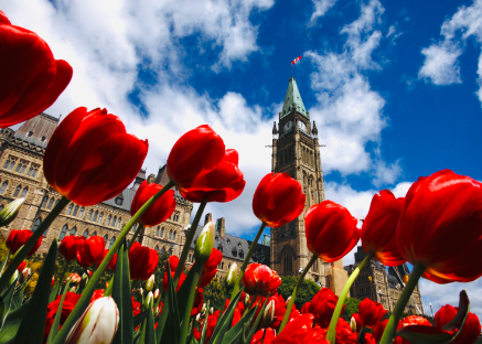 கனடாவில் தொடங்கியுள்ள துலிப் மலர் திருவிழா