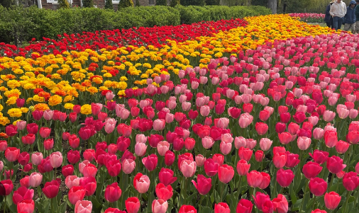 ஒட்டாவா பூங்காவில் துலிப் மலர்