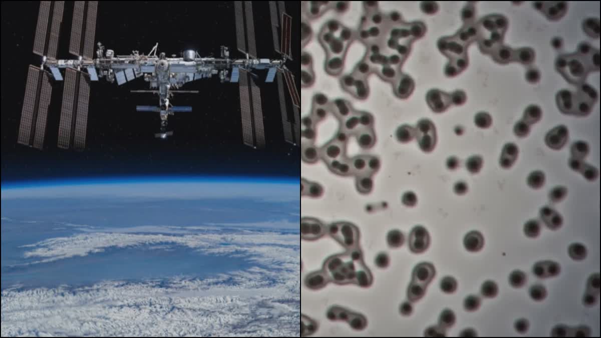 ஐஐடி மெட்ராஸ் - சர்வதேச விண்வெளி மையத்தில் மருந்து-எதிர்ப்பு நோய்க்கிருமிகள் ஆய்வு