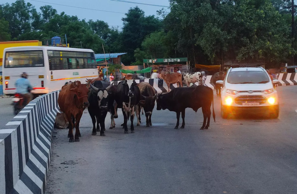 ஆவடி: சாலைகளில் சுற்றித்திரிந்த மாடுகள் கொட்டகையில் அடைப்பு