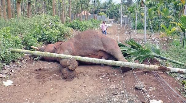 மின் வேலியில் சிக்கி யானை பலி - ஐகொர்ட் எச்சரிக்கை