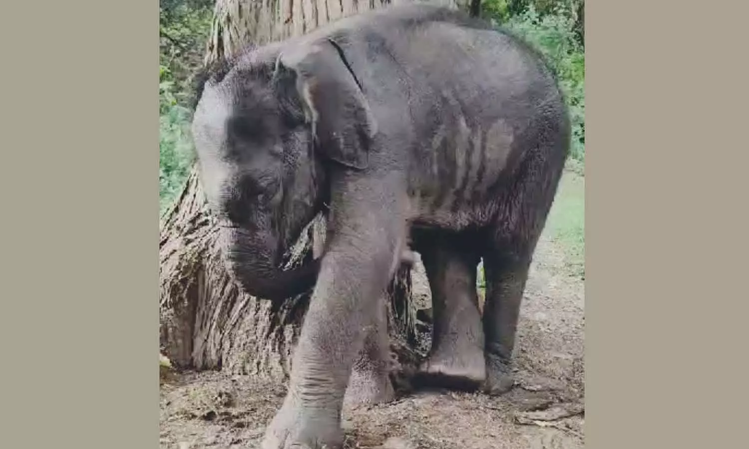 தாய் யானையை பிரியும் குட்டிகள் - அரசுகள் பதில்தர  ஆணை