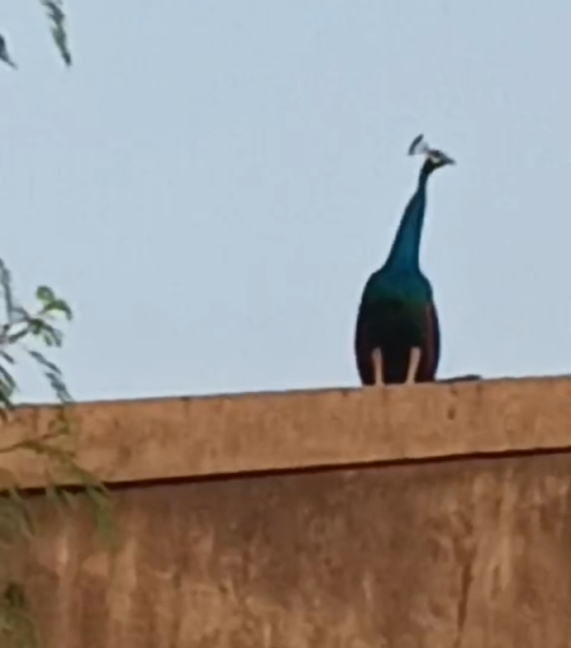 முருகபக்தையின் இறுதி ஊர்வலத்திற்கு வந்த மயில் - வைரலாகும் வீடியோ