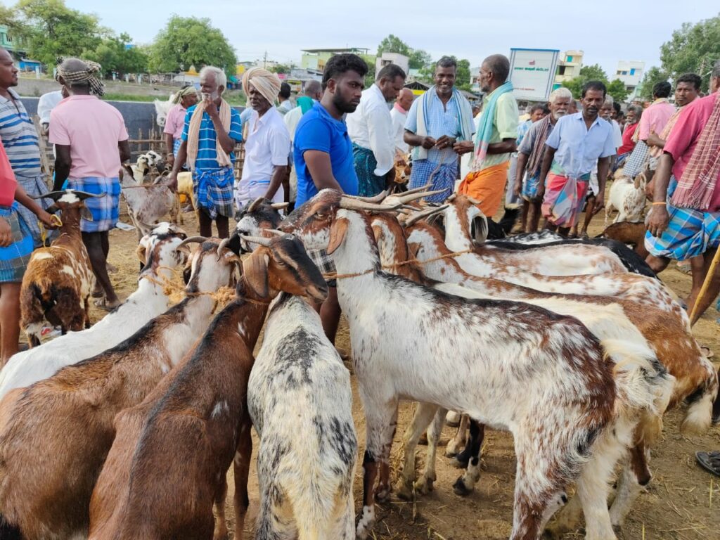 பக்ரீத் பண்டிகைக்கு ஆடு விற்பனை அமோகம்