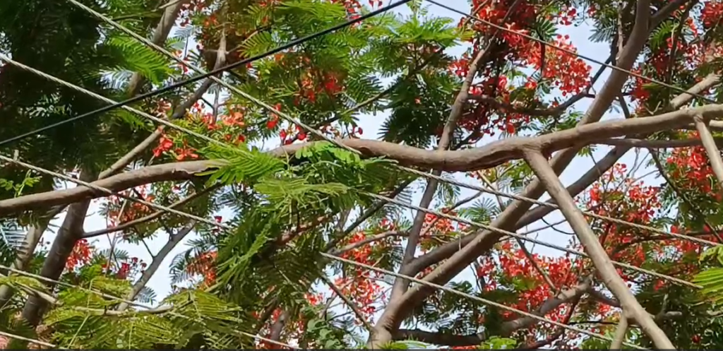 ஆவடி அனைத்து மகளிர் காவல் நிலையம் முன்பு மின் கம்பிகள் அறுந்து விழும் அபாயம்