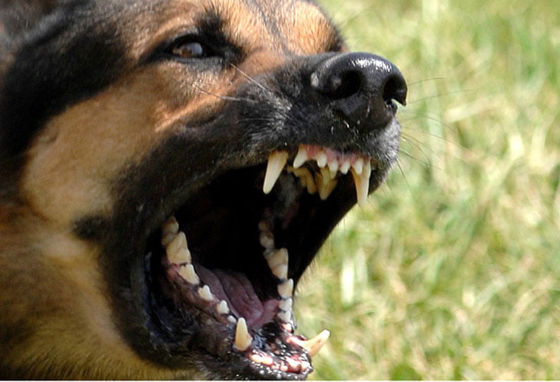 8 வயது சிறுவனை துரத்தி கடித்த வெறிநாய்