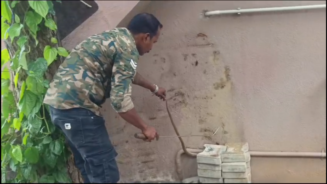 ஆவடி - பாம்பு கொத்தி வளர்ப்பு நாய் உயிரிழப்பு