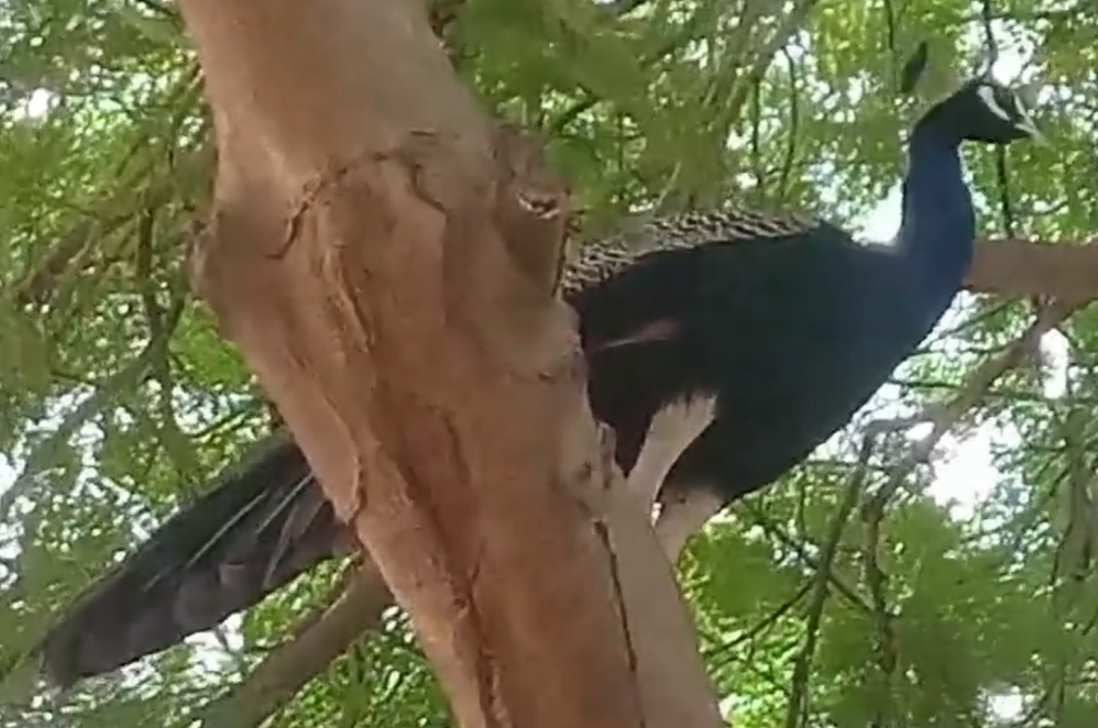  நடை பயிற்சி செய்த மயில்… உற்சாகத்தில் செல்பி எடுத்த மக்கள்…