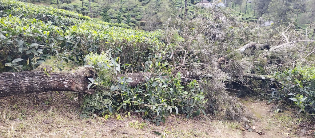 மரம் முறிந்து விழுந்து 3½ வயது குழந்தை பலி