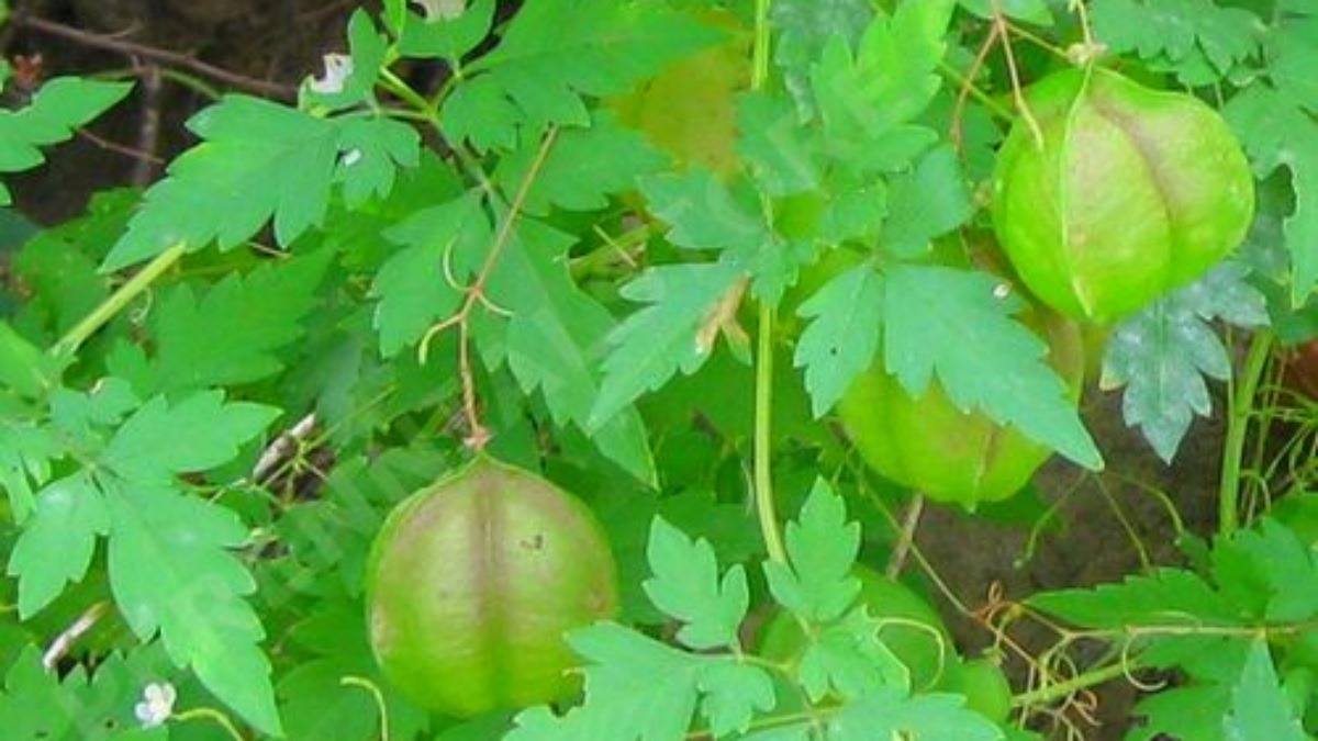 மருத்துவ பயன்கள் கொண்ட முடக்கத்தான் கீரை.... எதற்கெல்லாம் பயன்படுகிறது?