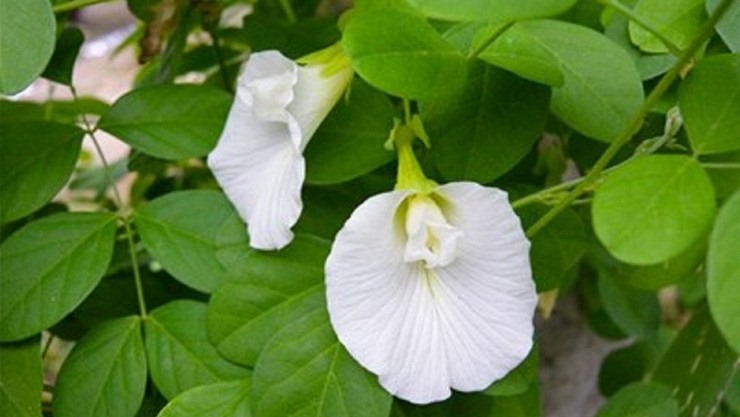 சகல வியாதிகளுக்கும் மருந்தாகும் சங்குப்பூ!