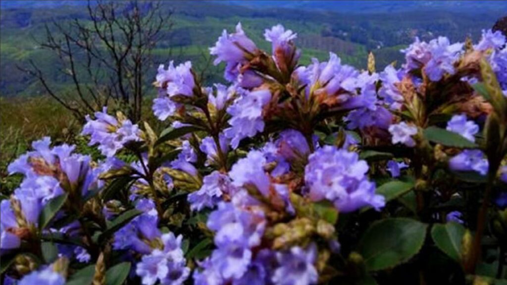 12 வருடங்களுக்கு பின் பூத்துள்ள நீல குறிஞ்சி மலர்..!!