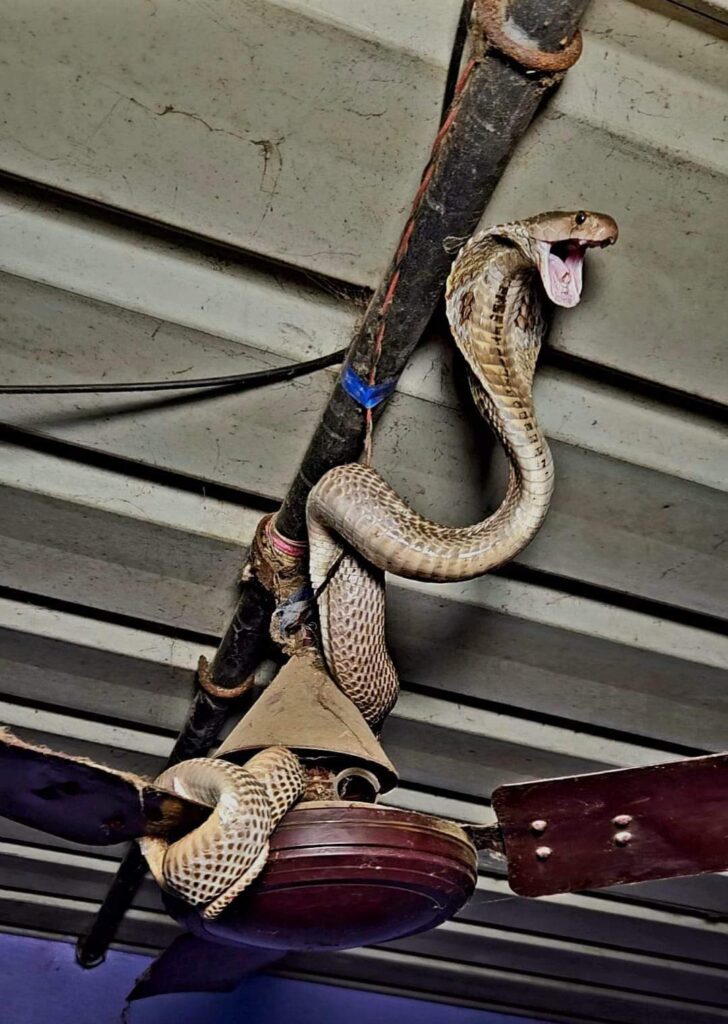 தோட்டத்து வீட்டில் புகுந்த நாகப்பாம்பு