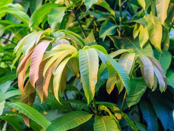 சர்க்கரை வியாதிக்கு தீர்வு தரும் மாங்கொழுந்து!