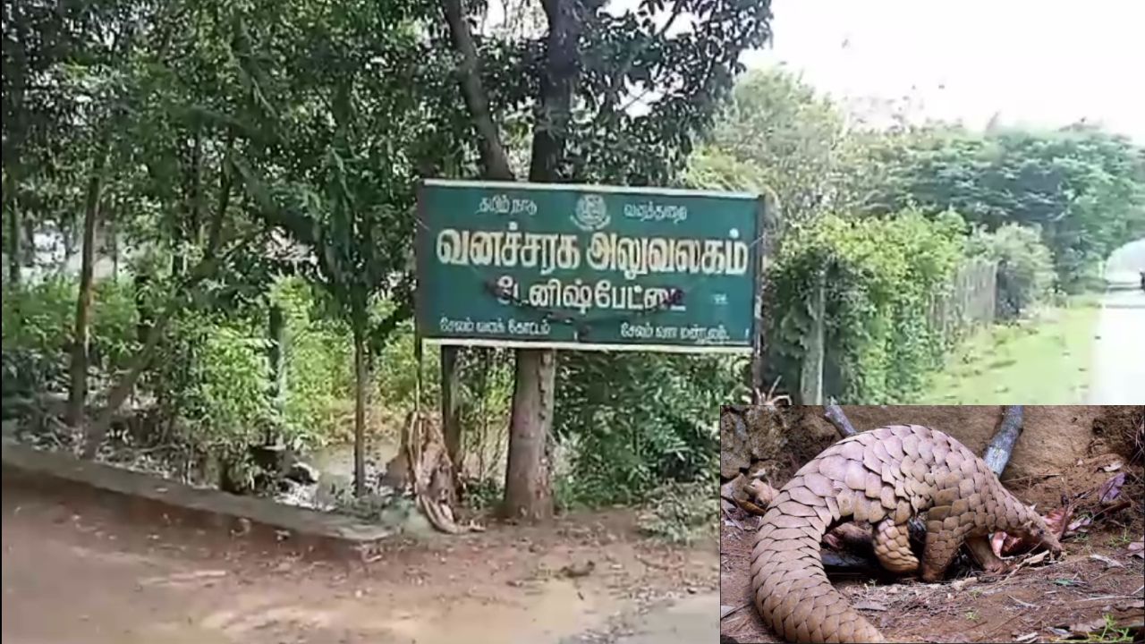 சேலம் அருகே வனப்பகுதியில் எறும்புத்தின்னியை விற்க முயற்சி – 6 பேர் கைது