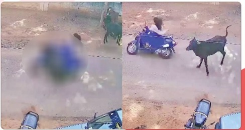 இருசக்கர வாகனத்தில் சென்ற மாணவி மீது மோதிய மாடு -  கீழே விழுந்து படுகாயமடைந்த மாணவி