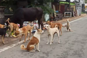 நாய்கள் அச்சத்தால் வீட்டை விட்டு வெளியே வர தயங்கும் பொதுமக்கள்