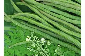 கிலோ 200 ரூபாயை தொட்ட முருங்கைக்காய்