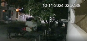 நள்ளிரவில் சாலைகளில் சுற்றி திரியும் மாடுகளை குறிவைத்து  திருடும் கும்பலை சிசிடிவி காட்சிகளை மூலம்  போலீசார் விசாரணை மேற்கொண்டுள்ளனா்.