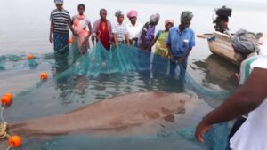 வலையில் சிக்கிய கடல் பசுவை மீண்டும் கடலில் விட்ட மீனவர்களுக்கு பாராட்டு விழா
