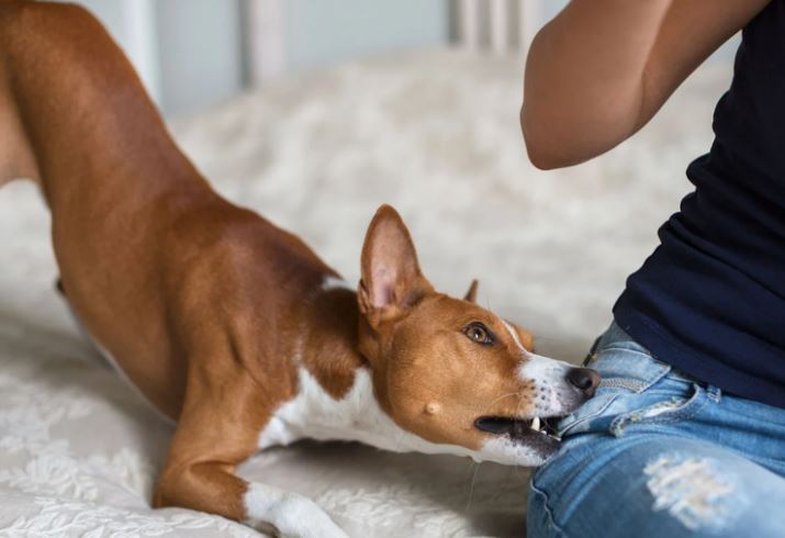  தொடரும் தெரு நாய் தொல்லை - ஒருவர் பரிதாபமாக உயிரிழப்பு