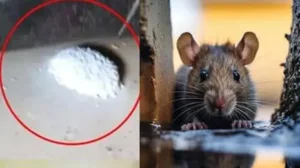 எலி மருந்தால் உயிர் இழந்த குழந்தைகள் - உடல் கூறாய்விற்காக மருத்துவமனைக்கு கொண்டு செல்லப்பட்டது
