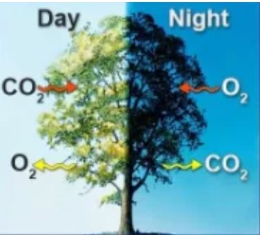 இரவு நேரங்களில் மரத்தின் அடியில் தூங்கக்கூடாது ஏன்?