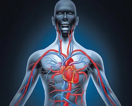 இதயத்தில் ரத்தக்குழாய் அடைப்பு திறக்க உதவும் பானம்!