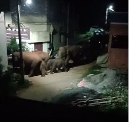 வனத்திலிருந்து வெளியேறிய காட்டு யானைகள் - எதிரில் யாரும் வந்துடாதிங்க ...!