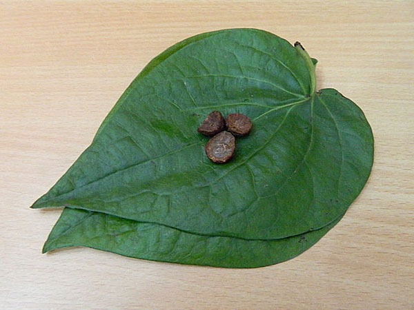 மலட்டுத்தன்மைக்கு தீர்வு..... மீண்டும் வெற்றிலை பாக்கு போடும் பழக்கத்தை தொடங்குங்கள்!