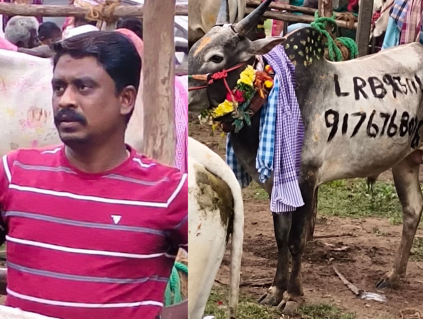 சிராவயல் மஞ்சு விரட்டு 106 பேர் காயம் மாடுட்டுடன் நீரில் மூழ்கிய ஒருவர் பலி, மாடும் உயிரிழப்பு