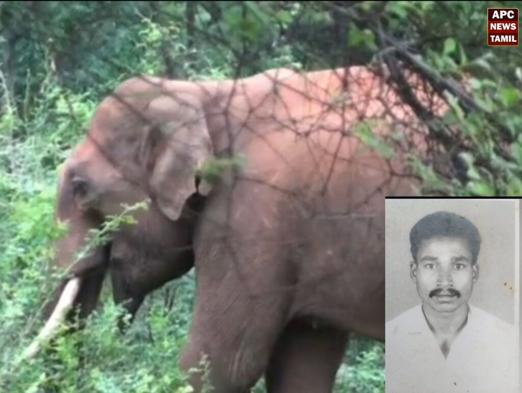 மேட்டுப்பாளையத்தில் காலைக்கடன் கழிக்க சென்றவர் காட்டுயானை மிதித்து பலி!