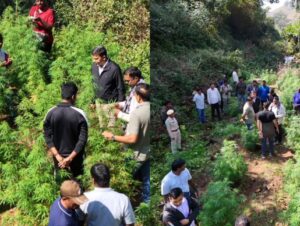 ஆந்திராவில் ட்ரோன் மூலம் வனப்பகுதியை கண்டறிந்து கஞ்சா தோட்டத்துக்கு  தீ வைப்பு - கருடா தனிப்படை