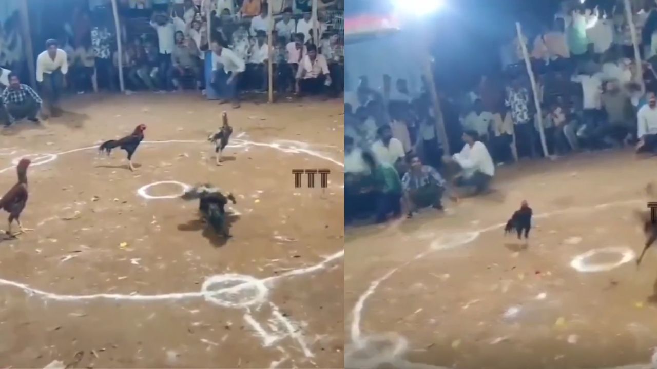 வேடிக்கை பார்த்ததற்கு,₹ 1.25 கோடி ,பரிசு ….. பலே செவல் - உரிமையாளருக்கு ஜாக்பாட்