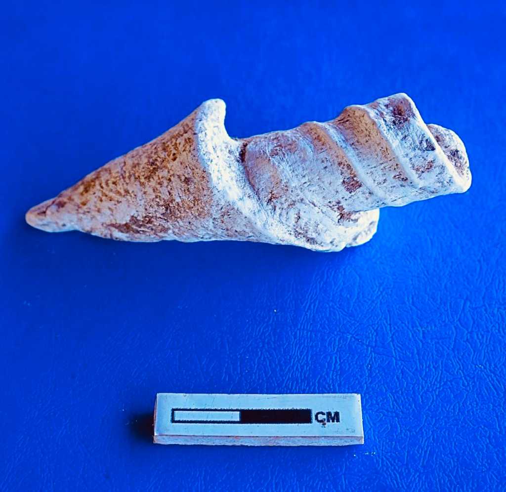 சங்கு அறுக்கும் தொழிலுக்கு சான்று; கடலூர் அகழாய்வில் புதிய கண்டுபிடிப்பு – தங்கம் தென்னரசு